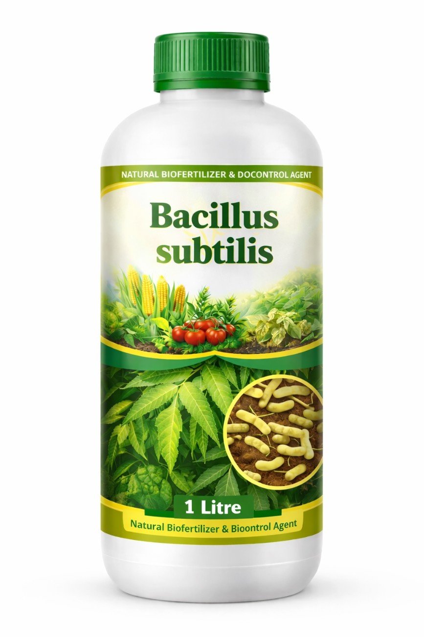 Bacillus Subtilis